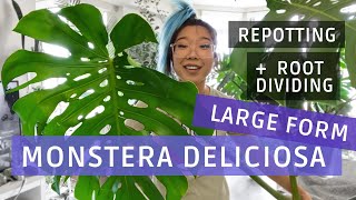 Monstera Deliciosa LARGE FORM Repotting amp Root Dividing [upl. by Htrag15]