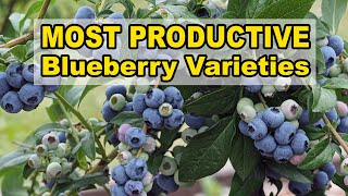 Most Productive Blueberry Varieties [upl. by Shane433]