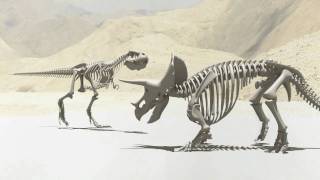 Tyrannosaurus Rex vs Triceratops [upl. by Whiting]