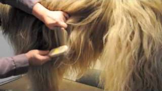 How to Brush a long coated dog Part 1 [upl. by Assehc901]