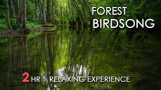 Forest Birdsong  Relaxing Nature Sounds  Birds Chirping  REALTIME  NO LOOP  2 Hours  HD 1080p [upl. by Eiffub555]