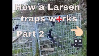 How a Larsen trap works part 2 [upl. by Nylhtac769]