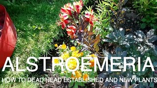 How to dead head AlstroemeriaGardeners Cottage [upl. by Anoval]