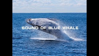 Sound Of Blue Whale [upl. by Ariad]