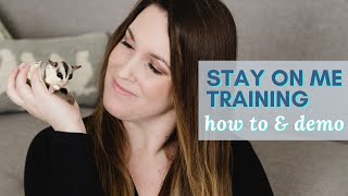 STAY ON ME TRAINING amp Hand Taming SUGAR GLIDERS  how to amp demonstration [upl. by Everest]