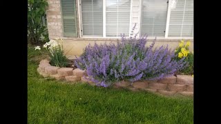 How to Grow Catmint Nepeta x faassenii Walkers Low [upl. by Enihpled]