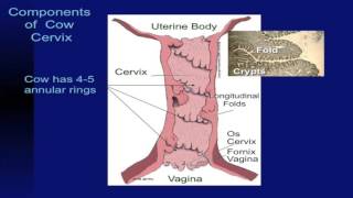 Lecture 13 Part 2 Reproductive System of Cows [upl. by Aizti678]