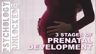 Three Stages of Prenatal Development  When does Psychological Development start [upl. by Kenison]