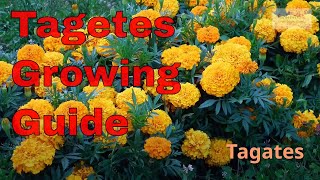 Tagetes Growing Guide [upl. by Gee793]