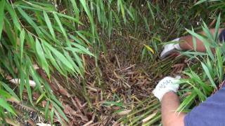 How to prune a clumping bamboo [upl. by Soinotna254]