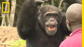 See How a Lone Chimp Finds Solace With His Human Caretaker  National Geographic [upl. by Danae]