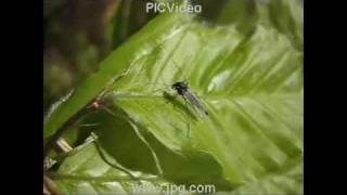 Chironomid Life Cycle [upl. by Bayer728]