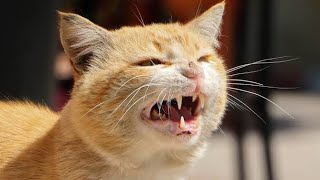 Male Cat In Heat Sounds  Male cat mating call sound effect  Female Cats in Heat sounds  Cat Voice [upl. by Nylzor713]