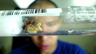 Camponotus maculatus Queen with first Nanitic What to do next by AntsCanada [upl. by Asiela657]