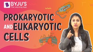 Prokaryotic and Eukaryotic Cells [upl. by Pasahow369]