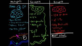 Immunology  Granulocytes Function Neutrophils Basophils Eosinophils [upl. by Kampmann]