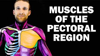 UPPER LIMB MUSCLES 16  PECTORAL REGION [upl. by Krissy]