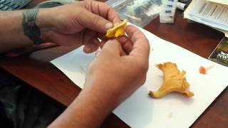 3 types of Chanterelle mushrooms [upl. by Teferi377]