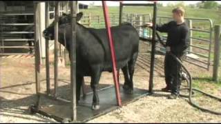 Fitting and Showing Angus Cattle Part 1 [upl. by Chara]