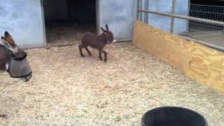 Adorable Baby Donkey [upl. by Aluino]