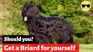 Briard  Should You Get Yourself This Amazing Breed [upl. by Saeger256]