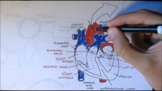 Cardiovascular System Anatomy [upl. by Sillihp]