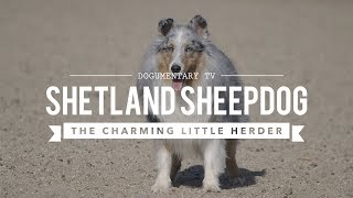 ALL ABOUT HERDING SHETLAND SHEEPDOGS [upl. by Ardeha]