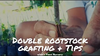 Double rootstock grafting on Lanzones plus TIPS [upl. by Alcot]