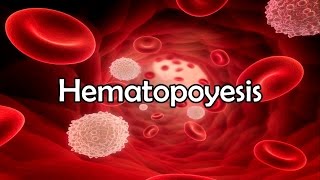 Hematopoyesis [upl. by Allit]