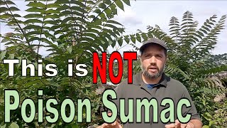 How to Identify Poison Sumac [upl. by Esorlatsyrc]