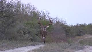 200quot 8 point with drop tines [upl. by Farrar]