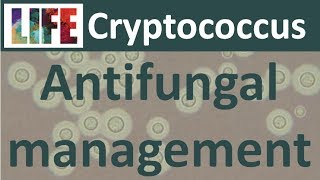 Cryptococcal meningitis treating with antifungals [upl. by Keeryt]