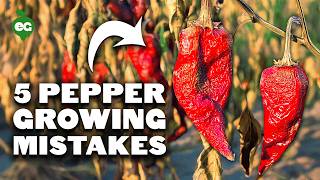 5 Pepper Growing Mistakes to Avoid [upl. by Arihas944]