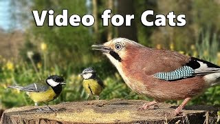 Videos for Cats to Watch  Forest Birds  Vögel  Oiseaux  Vogels  Fåglar  Aves [upl. by Suckow]