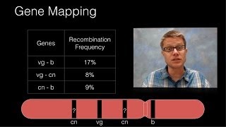 Genetic Recombination and Gene Mapping [upl. by Aerdnad637]