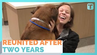 Woman Reunited With Dog Lost For More Than Two Years [upl. by Marlon]