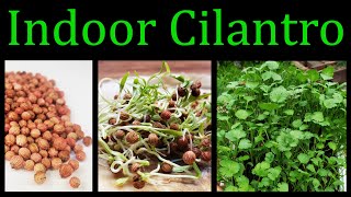 How To Grow Cilantro Coriander Indoors  The Definitive Guide [upl. by Uile]