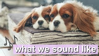 WHAT WE SOUND LIKE  Dog sounds  Cavalier King Charles [upl. by Neffirg]