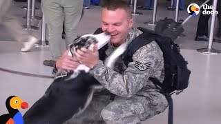 Soldiers Reunited with Dogs Veterans Day 2020  The Dodo [upl. by Cohlier776]