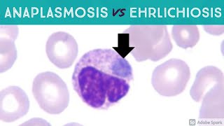 Anaplasmosis vs Ehrlichiosis Anaplasma phagocytophilum vs Ehrlichia chaffeensis amp ewingii [upl. by Akered]