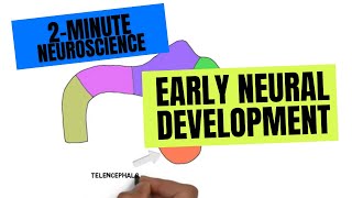 2Minute Neuroscience Early Neural development [upl. by Leunad]