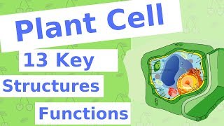 The Plant Cell  13 Key Structures [upl. by Weldon]