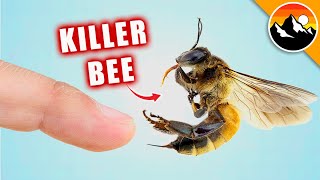 STUNG by a KILLER BEE [upl. by Ashti672]