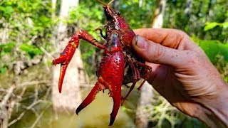 2500 mile Fishing Adventure  PART 3 Fishing Louisiana Catfish Frogs and Crawfish [upl. by Goodspeed]