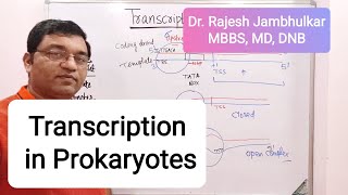 3 Transcription in Prokaryotes New [upl. by Erihppas49]