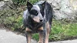 Lost dog reunited with owners after 8 years [upl. by Irrot]