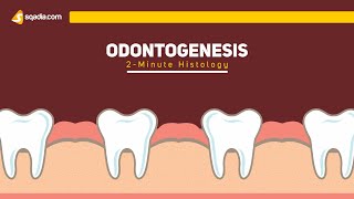 Odontogenesis  2Minute Histology  Anatomy Video Lectures  VLearning [upl. by Ecnerrat]