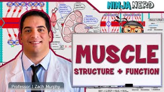 Musculoskeletal System  Muscle Structure and Function [upl. by Alsi]