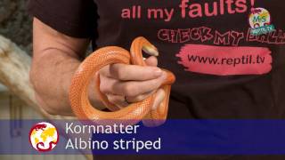 ReptilTV  Folge 38  Kornnattern Basics  Teil 1  Haltung [upl. by Lianne28]