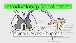 How to Remember the Cranial Nerves Mnemonic  EASIEST WAY [upl. by Joaquin553]